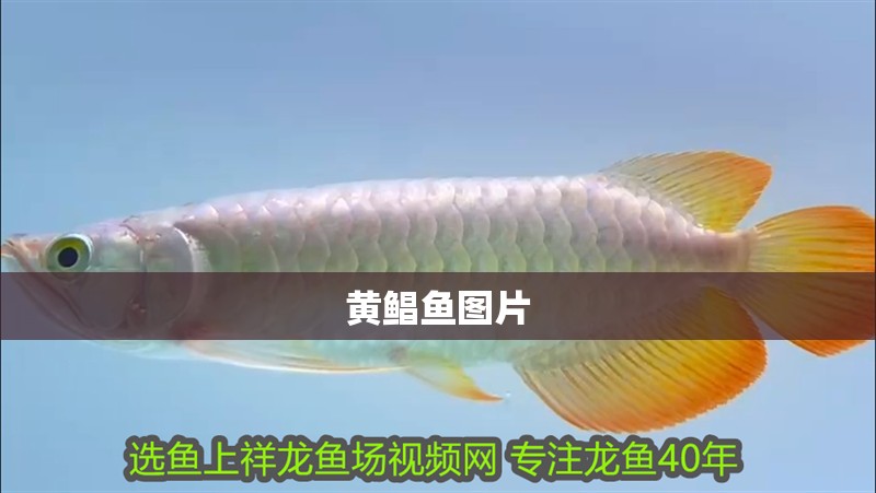 黃鯧魚(yú)圖片
