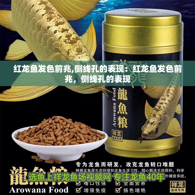 紅龍魚發(fā)色前兆,側(cè)線孔的表現(xiàn)：紅龍魚發(fā)色前兆，側(cè)線孔的表現(xiàn)