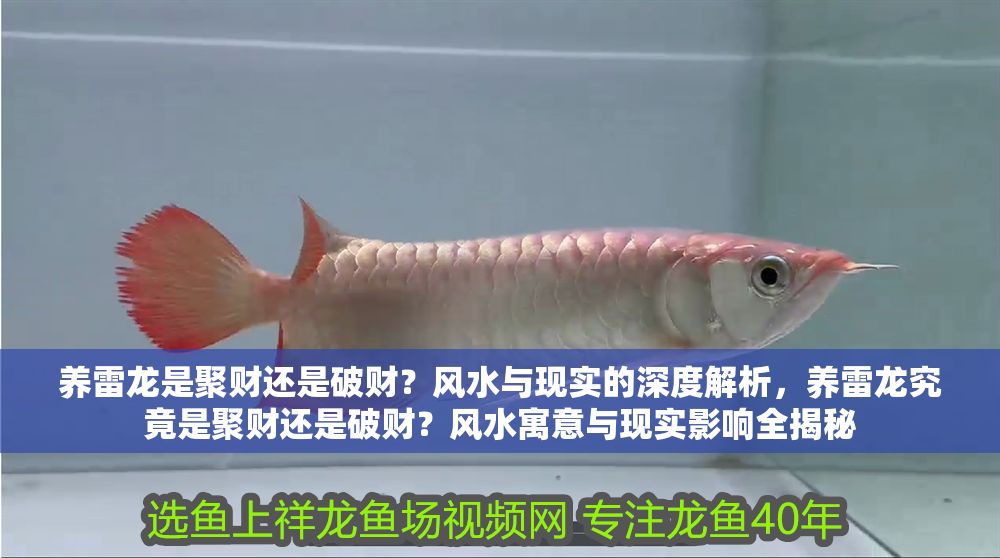 養雷龍是聚財還是破財？風水與現實的深度解析，養雷龍究竟是聚財還是破財？風水寓意與現實影響全揭秘