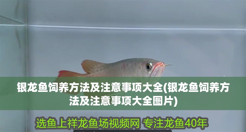 銀龍魚飼養方法及注意事項大全(銀龍魚飼養方法及注意事項大全圖片)