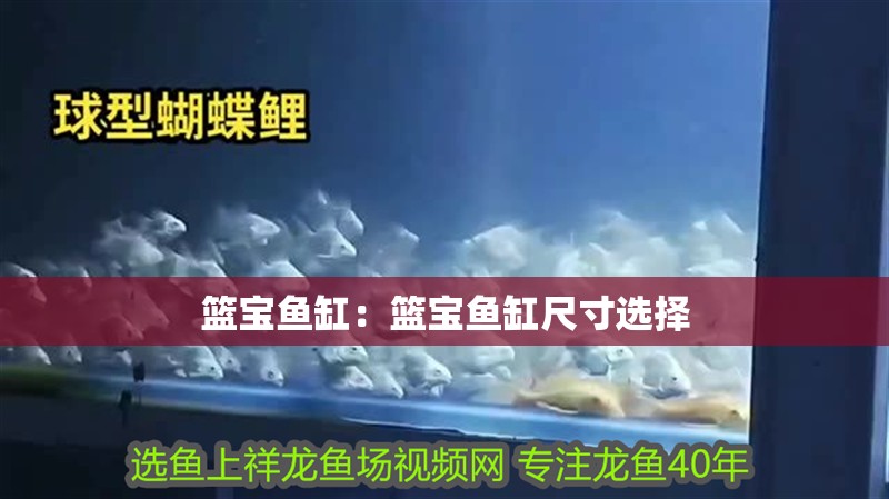 籃寶魚缸：籃寶魚缸尺寸選擇