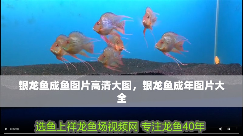 銀龍魚成魚圖片高清大圖，銀龍魚成年圖片大全