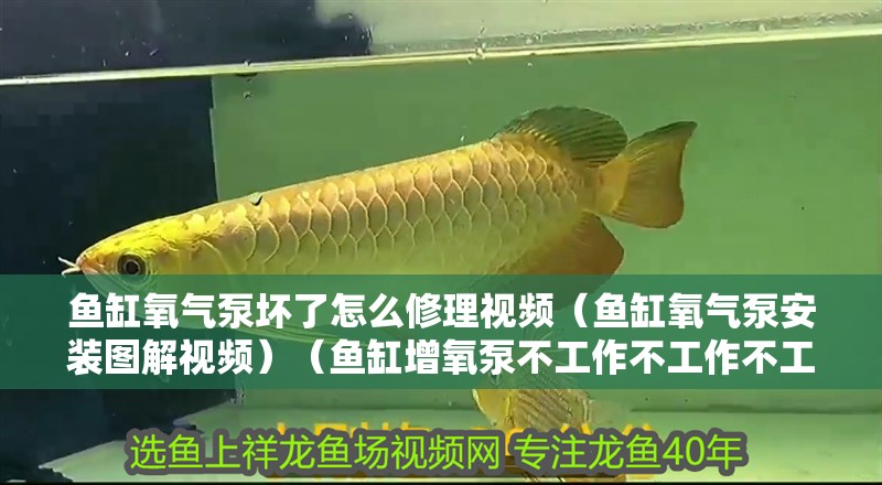 魚缸氧氣泵壞了怎么修理視頻（魚缸氧氣泵安裝圖解視頻）（魚缸增氧泵不工作不工作不工作） 魚缸氧氣泵壞了怎么修理視頻（魚缸氧氣泵安裝圖解視頻）（魚缸增氧泵不工作不工作不工作） 魚缸百科
