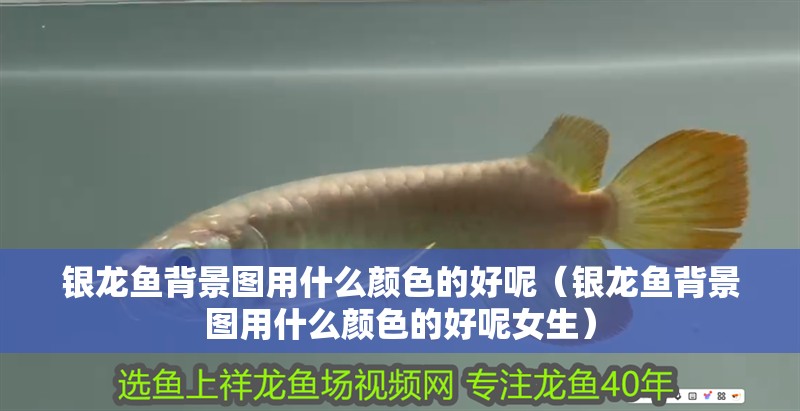 銀龍魚背景圖用什么顏色的好呢（銀龍魚背景圖用什么顏色的好呢女生）