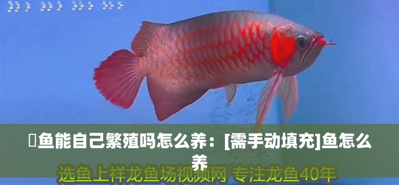 魟魚能自己繁殖嗎怎么養(yǎng)：[需手動填充]魚怎么養(yǎng)
