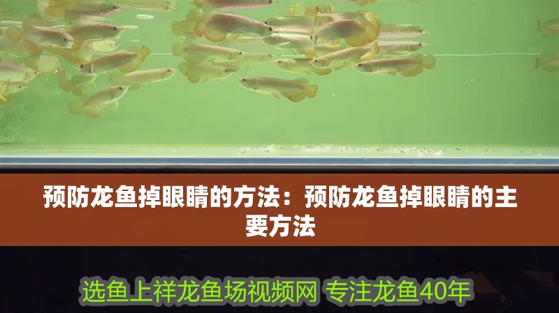 預防龍魚掉眼睛的方法：預防龍魚掉眼睛的主要方法