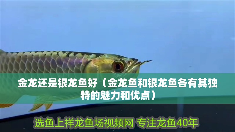 金龍還是銀龍魚好（金龍魚和銀龍魚各有其獨特的魅力和優點）
