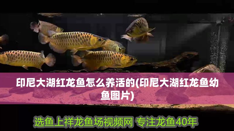 印尼大湖紅龍魚怎么養活的(印尼大湖紅龍魚幼魚圖片)