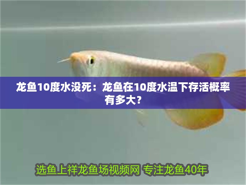 龍魚10度水沒死：龍魚在10度水溫下存活概率有多大？