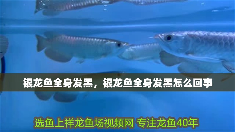 銀龍魚全身發黑，銀龍魚全身發黑怎么回事