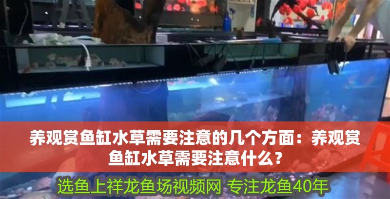 養(yǎng)觀賞魚缸水草需要注意的幾個方面：養(yǎng)觀賞魚缸水草需要注意什么？