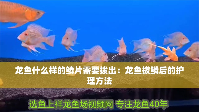 龍魚什么樣的鱗片需要撥出：龍魚拔鱗后的護理方法