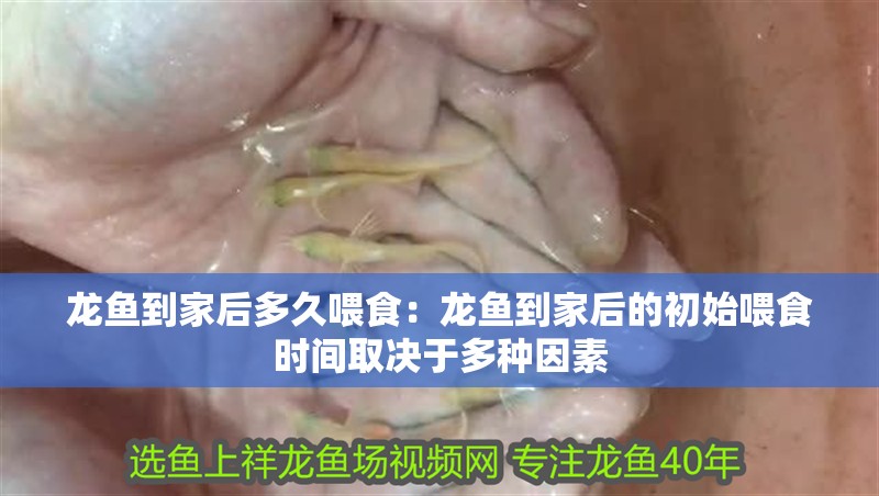 龍魚到家后多久喂食：龍魚到家后的初始喂食時間取決于多種因素