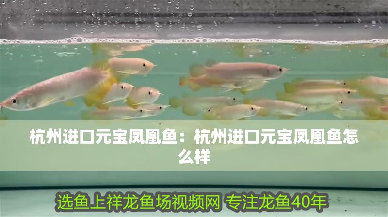 杭州進口元寶鳳凰魚：杭州進口元寶鳳凰魚怎么樣