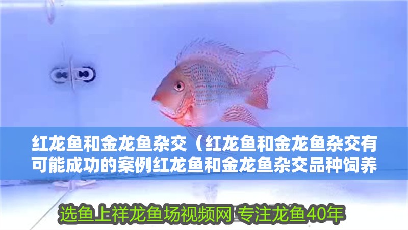 紅龍魚和金龍魚雜交（紅龍魚和金龍魚雜交有可能成功的案例紅龍魚和金龍魚雜交品種飼養技巧）