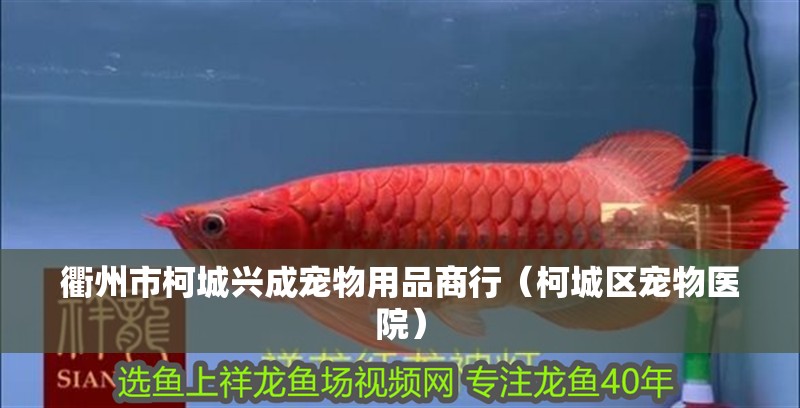 魚缸過濾器選購指南:自制魚缸過濾器魚缸上置過濾器對于養(yǎng)魚愛好者的必備知識 衢州市柯城興成寵物用品商行(柯城區(qū)寵物醫(yī)院) 全國水族館企業(yè)名錄 衢州市柯城興成寵物用品商行(柯城區(qū)寵物醫(yī)院) 衢州市柯城興成寵物用品商行(柯城區(qū)寵物醫(yī)院) 全國水族館企業(yè)名錄