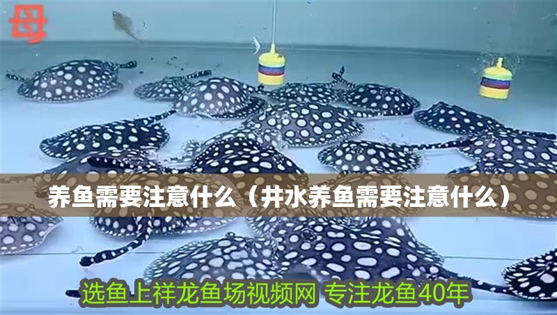 養魚需要注意什么（井水養魚需要注意什么）