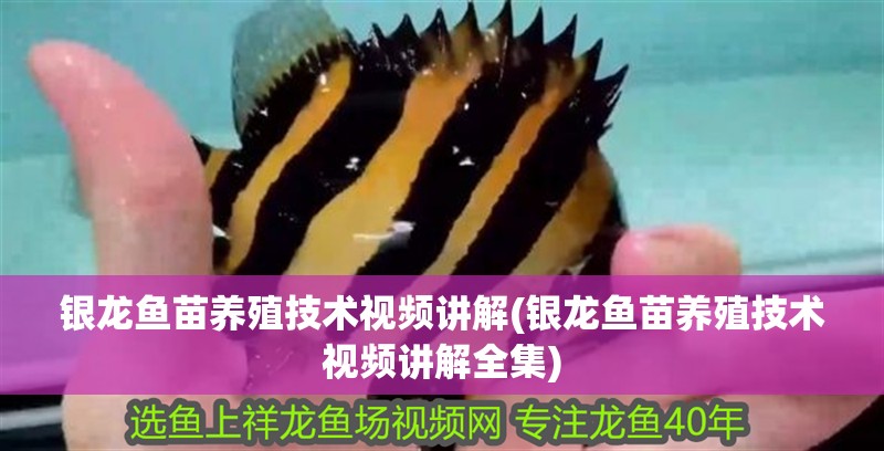 銀龍魚苗養(yǎng)殖技術(shù)視頻講解(銀龍魚苗養(yǎng)殖技術(shù)視頻講解全集)