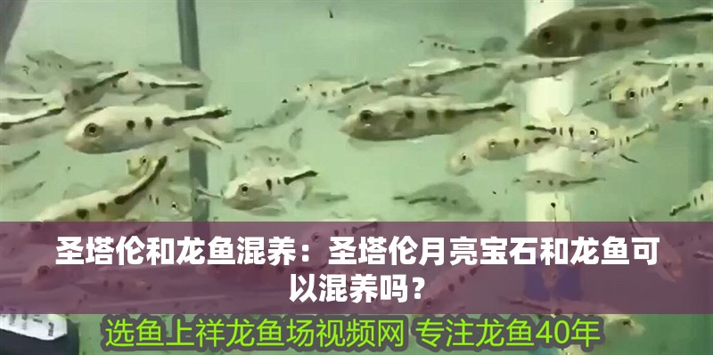 圣塔倫和龍魚混養(yǎng)：圣塔倫月亮寶石和龍魚可以混養(yǎng)嗎？