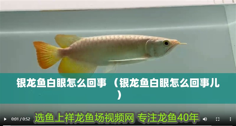 銀龍魚白眼怎么回事 （銀龍魚白眼怎么回事兒）