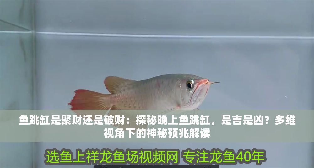 魚跳缸是聚財還是破財：探秘晚上魚跳缸，是吉是兇？多維視角下的神秘預兆解讀
