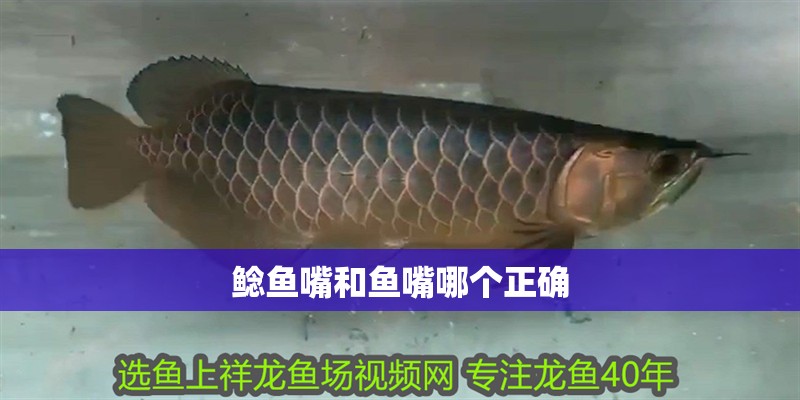 鯰魚嘴和魚嘴哪個正確