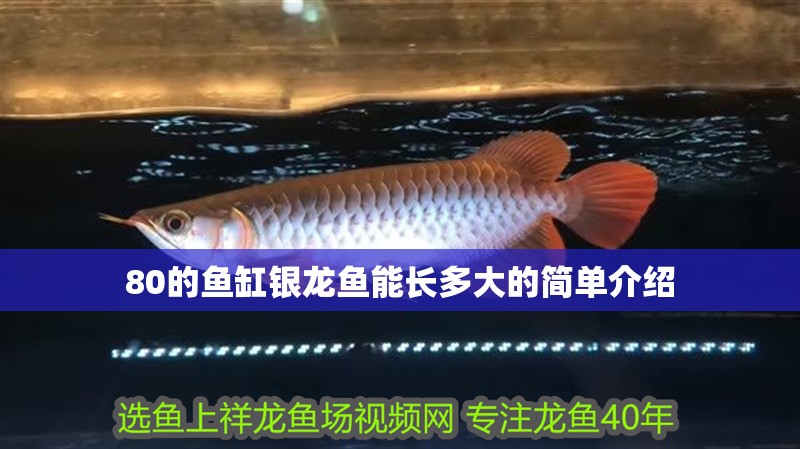 80的魚缸銀龍魚能長多大的簡單介紹
