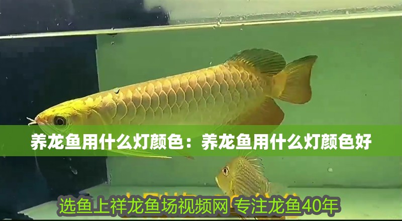 養龍魚用什么燈顏色：養龍魚用什么燈顏色好