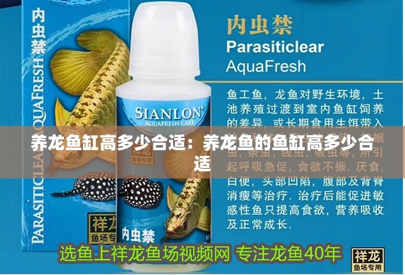 養(yǎng)龍魚缸高多少合適：養(yǎng)龍魚的魚缸高多少合適