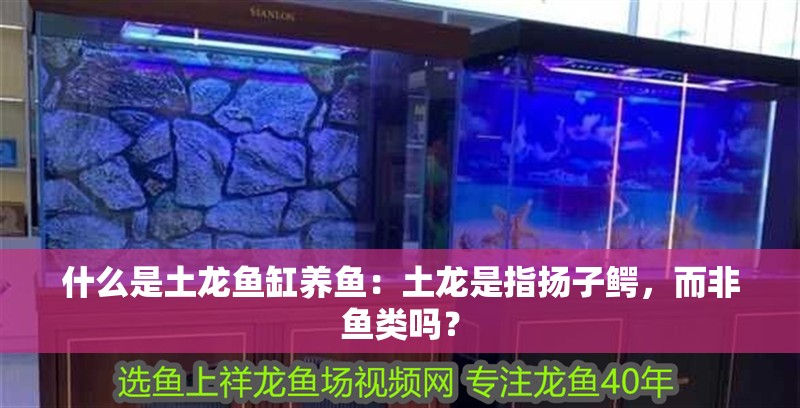什么是土龍魚缸養魚：土龍是指揚子鱷，而非魚類嗎？