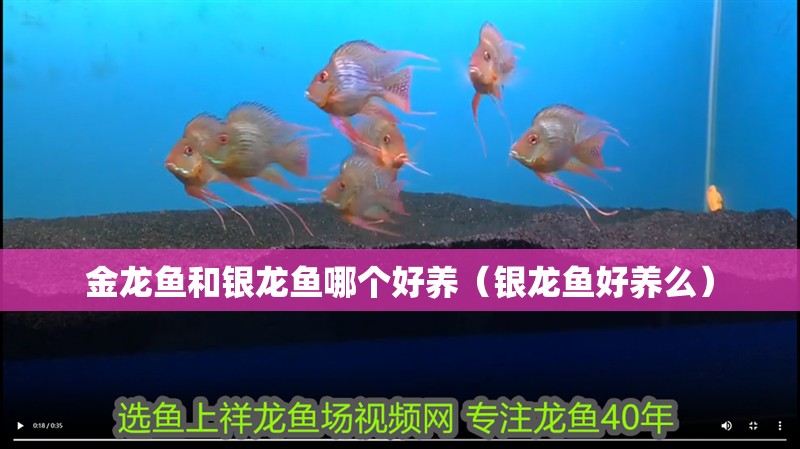 金龍魚和銀龍魚哪個好養（銀龍魚好養么）