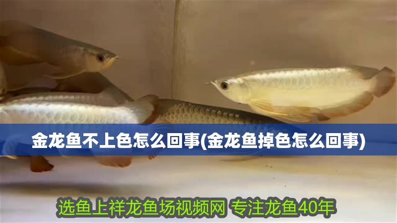 金龍魚不上色怎么回事(金龍魚掉色怎么回事)