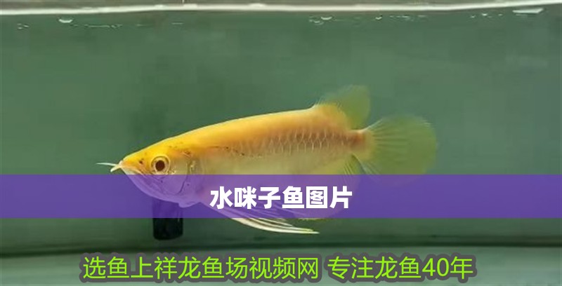 水咪子魚圖片