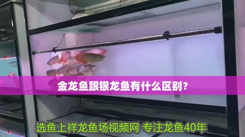 金龍魚跟銀龍魚有什么區別？
