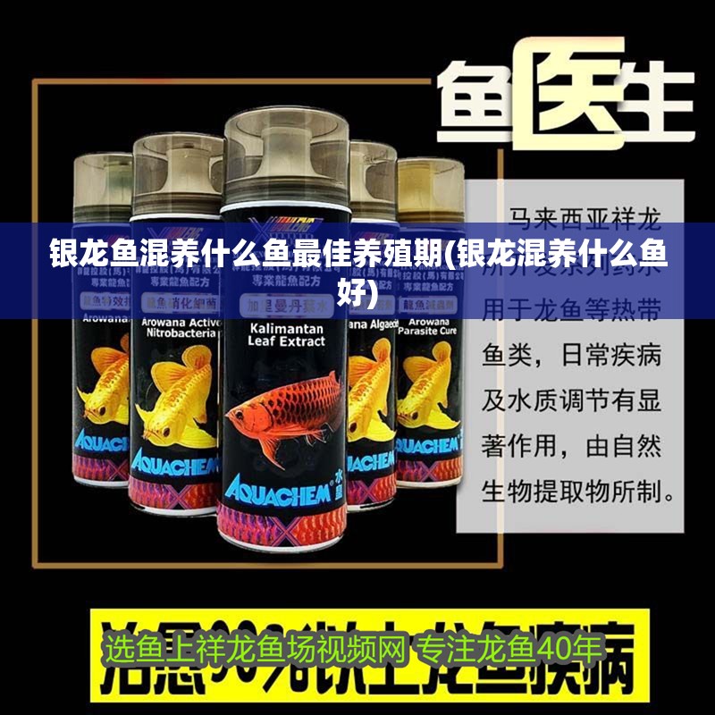 銀龍魚混養(yǎng)什么魚最佳養(yǎng)殖期(銀龍混養(yǎng)什么魚好)