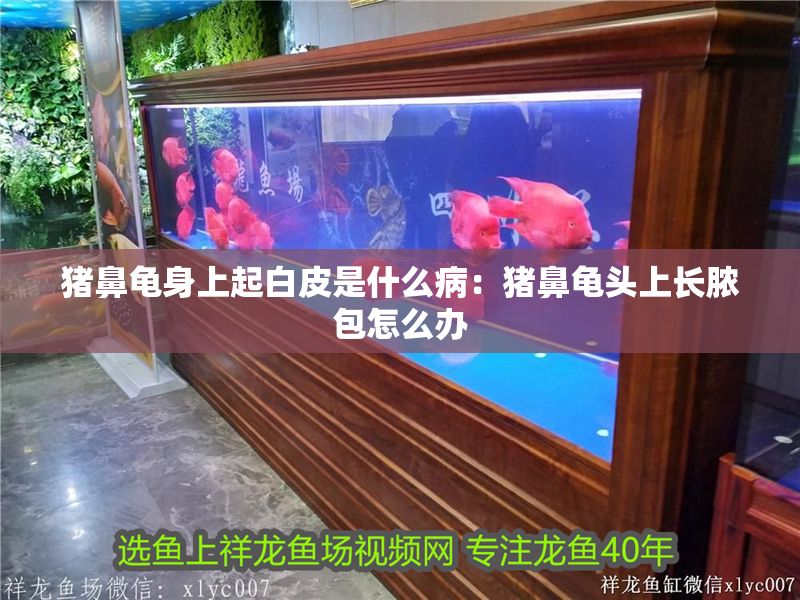 豬鼻龜身上起白皮是什么病：豬鼻龜頭上長膿包怎么辦
