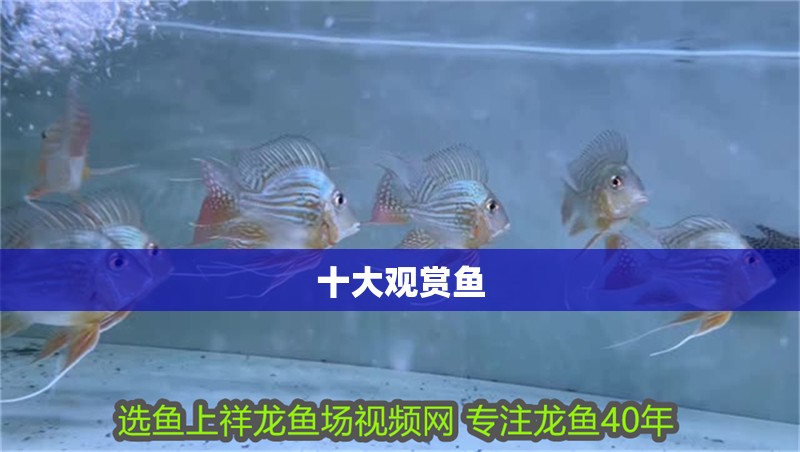 十大觀賞魚 十大觀賞魚 龍魚論壇