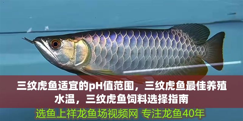 三紋虎魚適宜的pH值范圍，三紋虎魚最佳養殖水溫，三紋虎魚飼料選擇指南