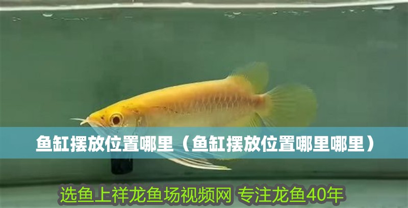 魚缸擺放位置哪里（魚缸擺放位置哪里哪里）