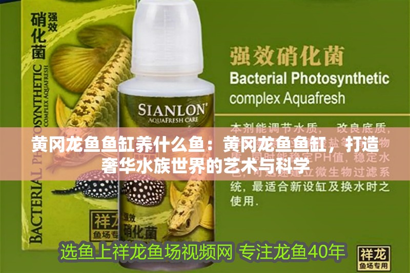 黃岡龍魚魚缸養什么魚：黃岡龍魚魚缸，打造奢華水族世界的藝術與科學