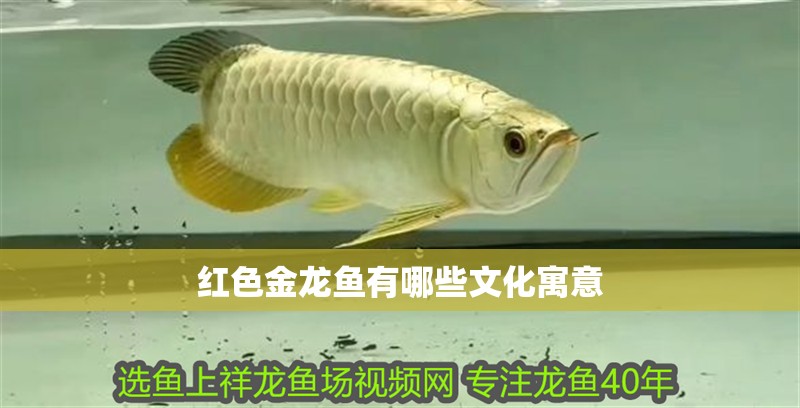 紅色金龍魚有哪些文化寓意