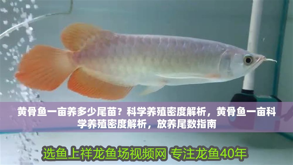 黃骨魚一畝養多少尾苗？科學養殖密度解析，黃骨魚一畝科學養殖密度解析，放養尾數指南
