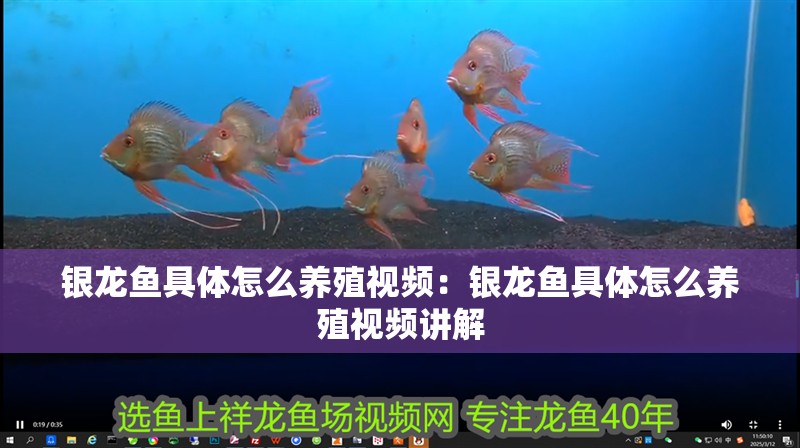 銀龍魚具體怎么養殖視頻：銀龍魚具體怎么養殖視頻講解