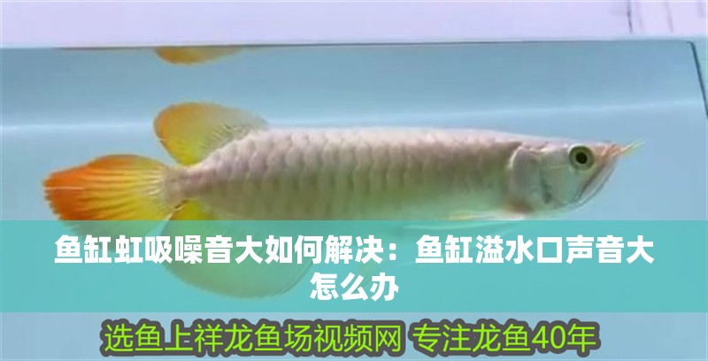 魚缸虹吸噪音大如何解決：魚缸溢水口聲音大怎么辦