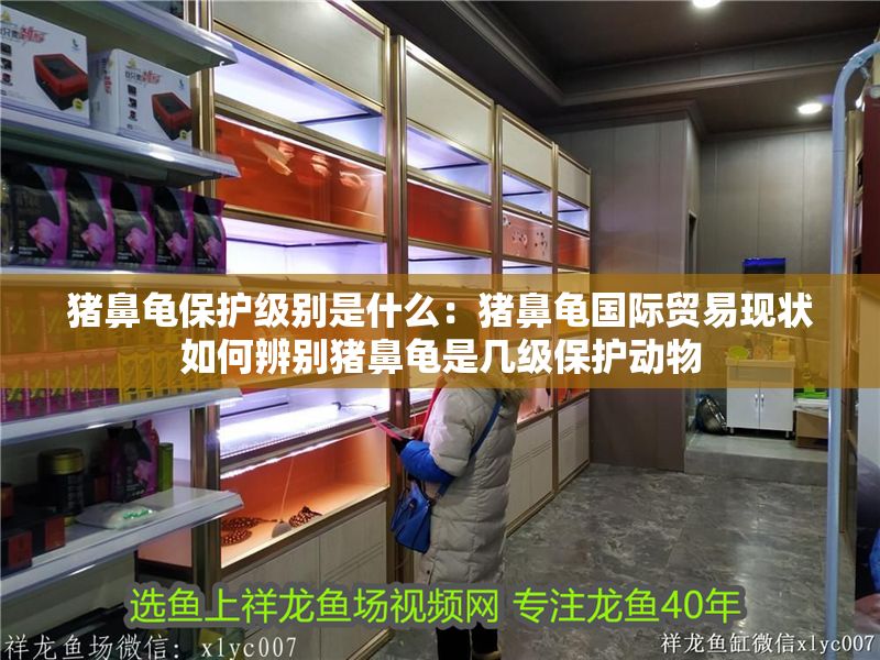 豬鼻龜保護級別是什么：豬鼻龜國際貿易現(xiàn)狀如何辨別豬鼻龜是幾級保護動物