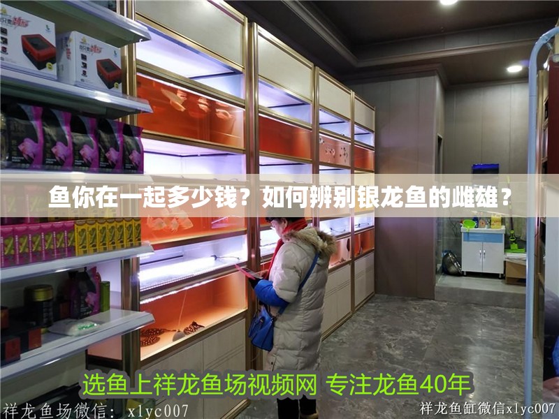 魚你在一起多少錢？如何辨別銀龍魚的雌雄？