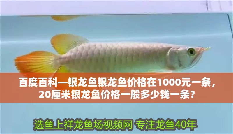 百度百科—銀龍魚銀龍魚價(jià)格在1000元一條，20厘米銀龍魚價(jià)格一般多少錢一條？