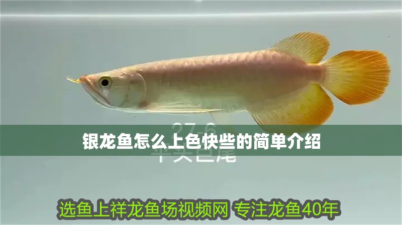 銀龍魚怎么上色快些的簡單介紹