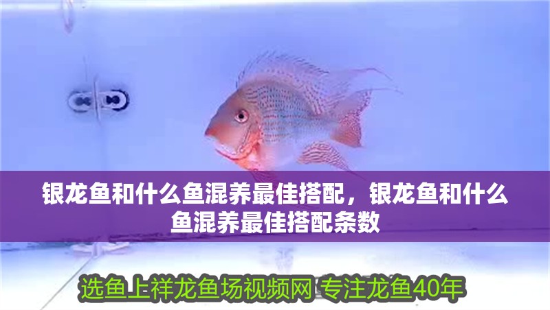 銀龍魚和什么魚混養最佳搭配，銀龍魚和什么魚混養最佳搭配條數