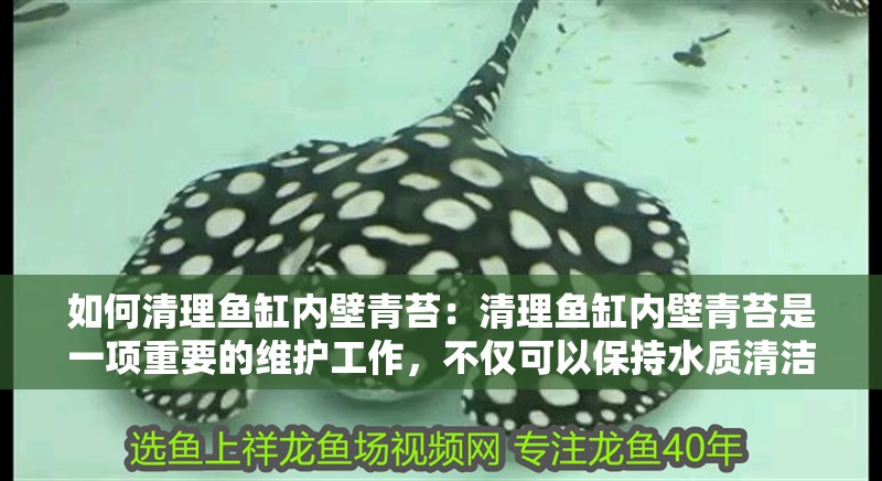 如何清理魚缸內壁青苔：清理魚缸內壁青苔是一項重要的維護工作，不僅可以保持水質清潔